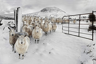 Slemish Sheep