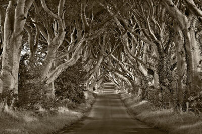 Dark Hedges